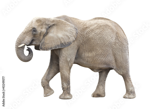 Photo: African Elephant Cutout African Elephant Cutout