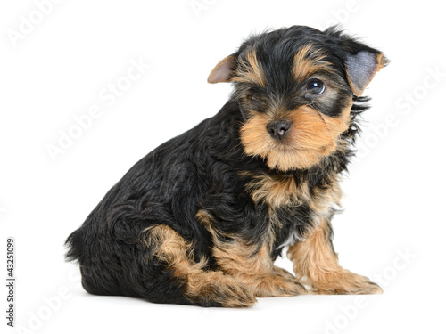 Foto: yorkshire terrier yorkshire terrier