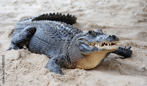 Photo: Alligator closeup on sand Alligator closeup on sand