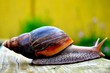 Foto: Achatina Fulica Achatina Fulica
