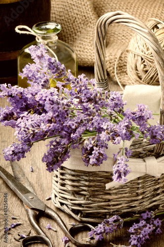 Foto: Bunch of freshly cut lavender Bunch of freshly cut lavender