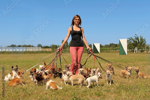 Foto: girl and chihuahuas girl and chihuahuas