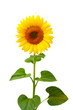 Foto: Beautiful sunflower Beautiful sunflower