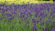 Lavendel (Lavandula)
