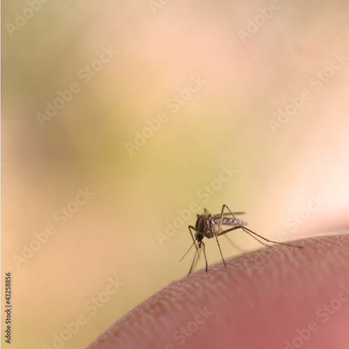 Photo: Mosquito on human skin Mosquito on human skin