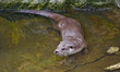 Otter