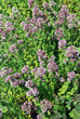 Common oregano