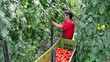 Video: Harvesting Tomatoes in a Greenhouse Harvesting Tomatoes in a Greenhouse