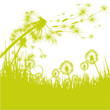 Grashalme Pusteblume,
