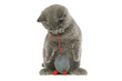 British short haired grey cat