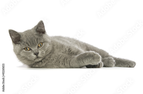 Photo: British short haired grey cat British short haired grey cat