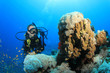 Scuba Diver, Tropical Fish and Coral Reef