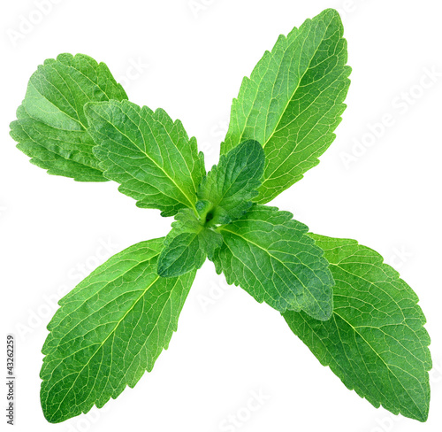 Photo: Stevia Leafs Cut Out Stevia Leafs Cut Out