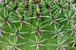 Closeup green cactus