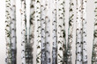 natural background - birch - wallpaper