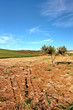 Alberello di Olive