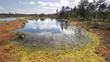Video: Swamp Swamp