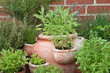 Kräuter - Herbs