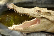Albino crocodile