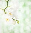 White orchid on defocused light  green background.