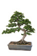 Bonsai tree