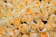 Orange roses