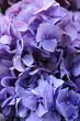 Purple hydrangea macrophylla