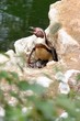Humboldt-Pinguinmutter mit zwei frisch geschlüpften Küken