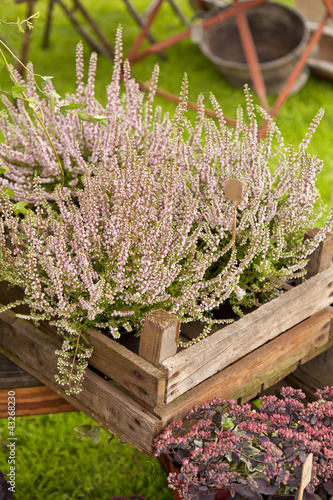 Photo: Heather Heather