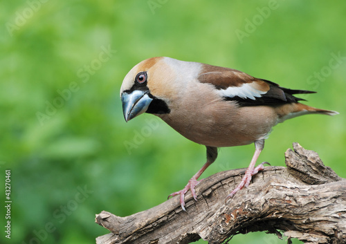 Photo: Hawfinch Hawfinch