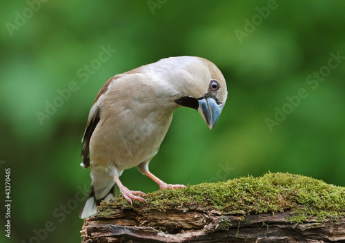 Photo: Hawfinch Hawfinch