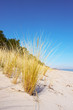 Schilfgras am Strand