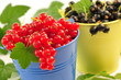 Rote und schwarze Johannisbeeren