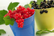 Johannisbeeren