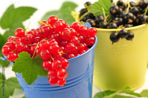 Foto: Rote und schwarze Johannisbeeren Rote und schwarze Johannisbeeren