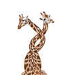 Foto: Two bounded giraffes, isolated on white background Two bounded giraffes, isolated on white background