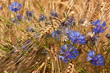 Foto: Kornblumen (Centaurea cyanus) in einem Gerstenfeld Kornblumen (Centaurea cyanus) in einem Gerstenfeld
