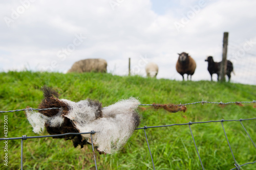 Photo: Sheep wool in fence Sheep wool in fence