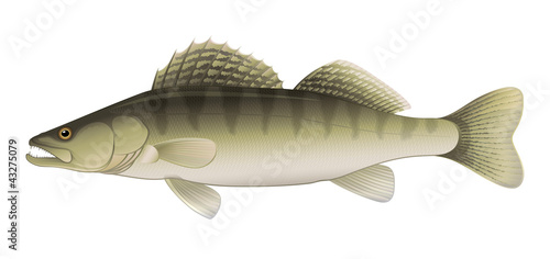Vector: Zander (Sander lucioperca) Freshwater Fish Zander (Sander lucioperca) Freshwater Fish