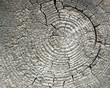 weathered wood
