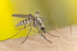 Mosquito sucking blood, macro photo