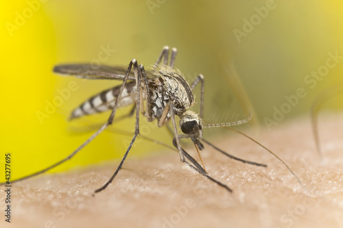 Foto: Mosquito sucking blood, macro photo Mosquito sucking blood, macro photo