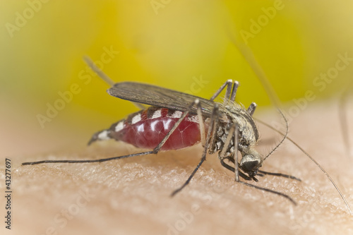 Photo: Mosquito sucking blood, extreme close up Mosquito sucking blood, extreme close up