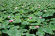 water lillies