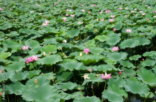 Photo: water lillies water lillies