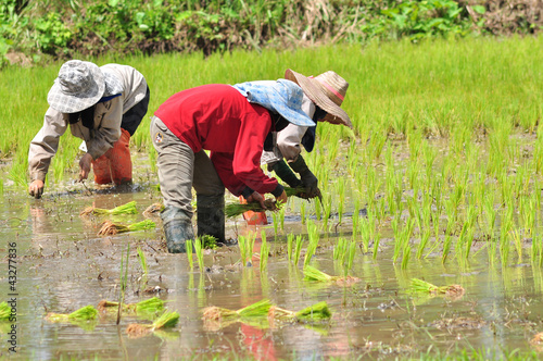 Photo: rice seedling transplanting. rice seedling transplanting.