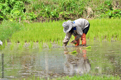 Photo: rice seedling transplanting. rice seedling transplanting.