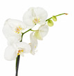White orchid