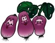 Illustration: Radish Radish