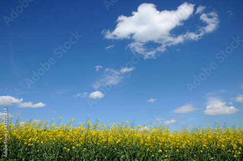 Photo: Ile de France, field of rape in Boisemont Ile de France, field of rape in Boisemont